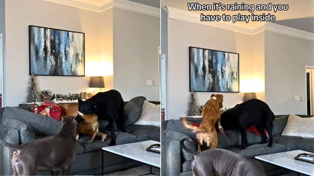 Video: What Happens When 3 Big Dogs & a Cat Are Stuck Playing Indoors