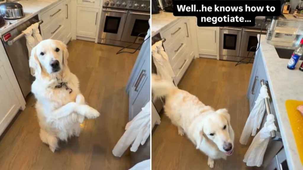 Golden Retriever Knows the Right Way To Negotiate for a Little Snack