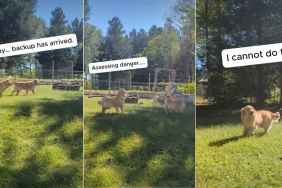 Video of a Golden Retriever Being 'Brave' About a New Pile of Logs Is Everything
