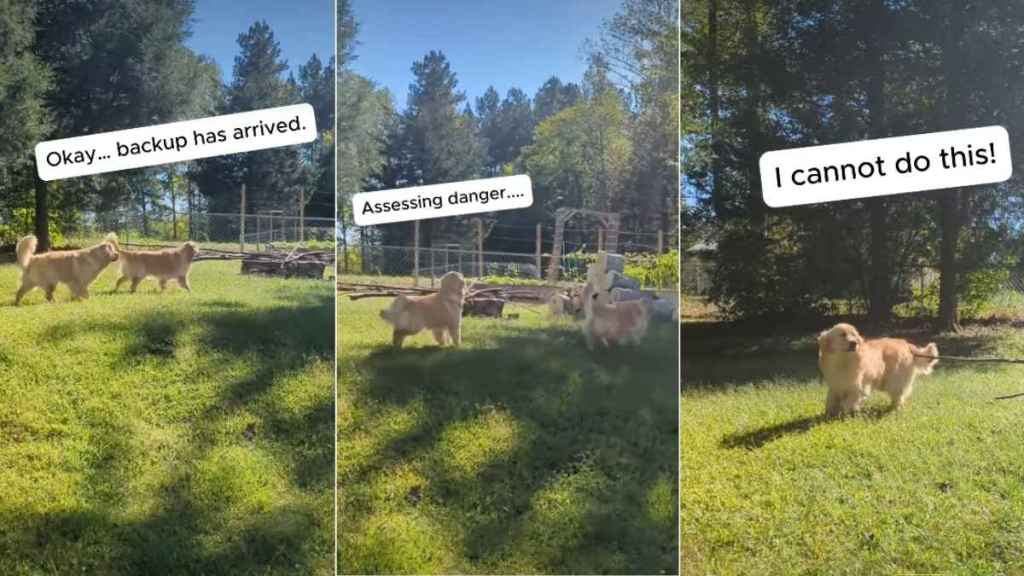 Video of a Golden Retriever Being 'Brave' About a New Pile of Logs Is Everything