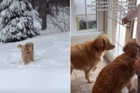 Video: These Golden Retrievers Couldn’t Be More Opposite in the Snow