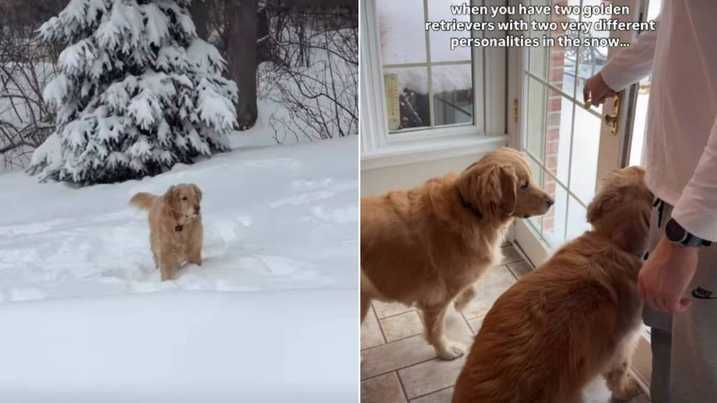 Video: These Golden Retrievers Couldn’t Be More Opposite in the Snow