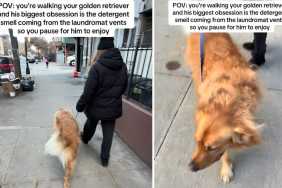 Video: Golden Retriever Needs to Pause Next to a Laundromat Vent During His Walks