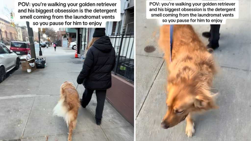 Video: Golden Retriever Needs to Pause Next to a Laundromat Vent During His Walks