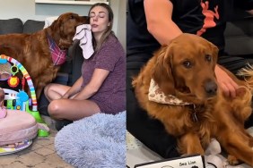 Video: Golden Retriever Is ‘Needier’ Than Newborn Baby