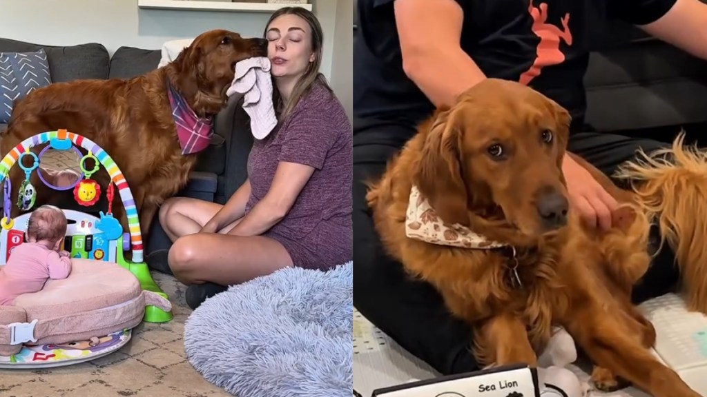 Video: Golden Retriever Is ‘Needier’ Than Newborn Baby