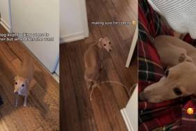 Video: Dog Leads Owner Back to the Couch for a Surprising Reason