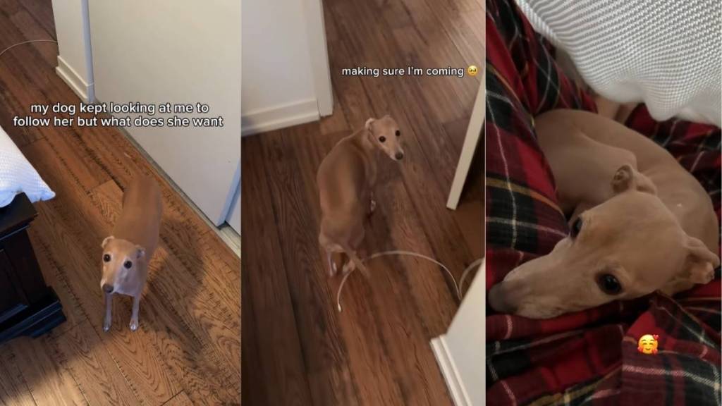 Video: Dog Leads Owner Back to the Couch for a Surprising Reason