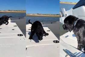 Labrador Puppy's Post-Swim Antics Melts Hearts Online