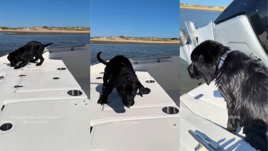 Labrador Puppy's Post-Swim Antics Melts Hearts Online