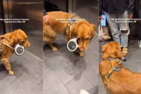 Golden Retriever Tries To ‘Impress the Ladies’ by Doing This