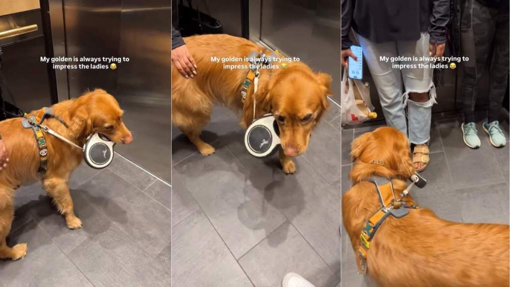 Golden Retriever Tries To ‘Impress the Ladies’ by Doing This