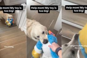 Video: Golden Retriever Needs a Hand To Bring His Big Toy Upstairs