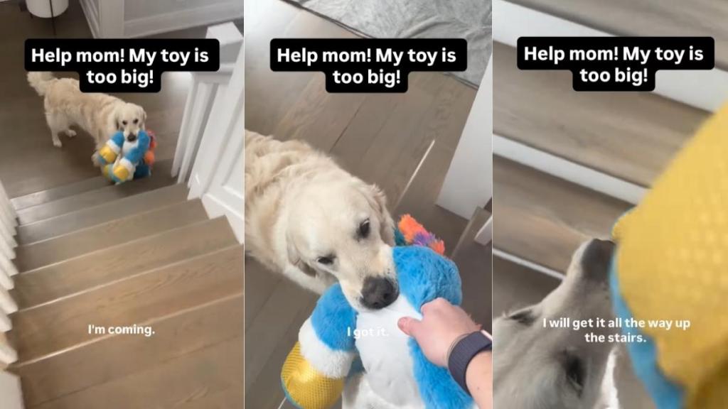 Video: Golden Retriever Needs a Hand To Bring His Big Toy Upstairs