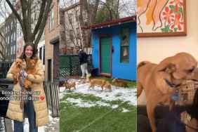‘Bonded Foster Dogs’ Exploring New Home Is Too Heartwarming