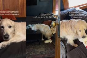 Toy Helps 'Traumatized' Golden Retriever Act Like 'Normal Dog'