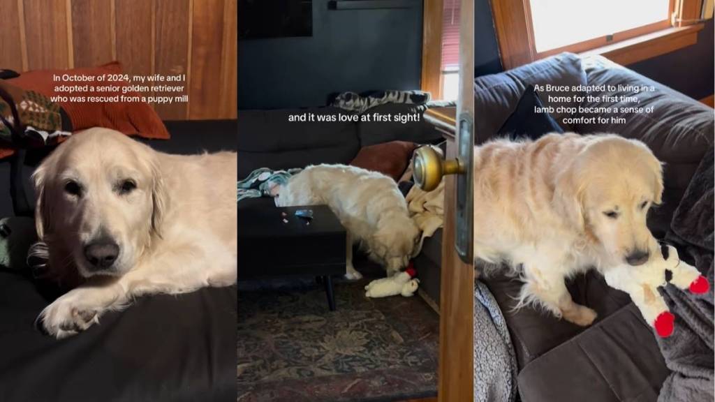 Toy Helps 'Traumatized' Golden Retriever Act Like 'Normal Dog'