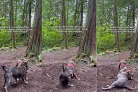 Video Captures ‘Dangerous’ Dogs Playing — It’s Not What You’d Expect