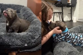 Video: Senior American Bully Expects To Be Tucked in Bed