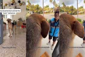 Video: Rescue Pup Gets to Know Delivery Person, Ending Beautifully