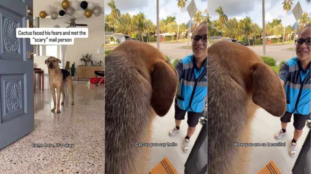 Video: Rescue Pup Gets to Know Delivery Person, Ending Beautifully