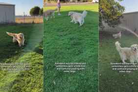 Video: Blind Dog Gets a Little Lost While Playing but Tail Wags Never Stop