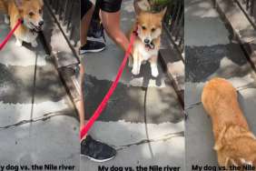 Video: Dog Can’t Walk Anymore Because the ‘Nile River’ Got in the Way