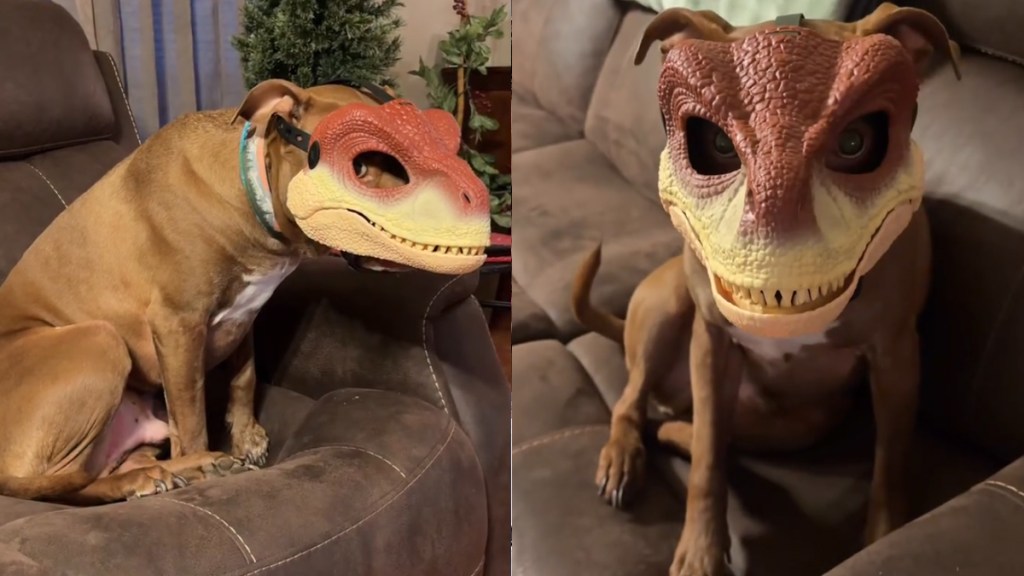 Video: Pit Bull Turns Into Cutest Dinosaur With Mask On