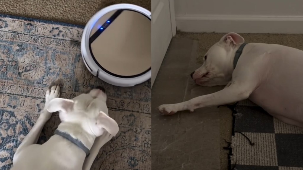 Video Documents Pit Bull's Reaction With & Without Robot Vacuum