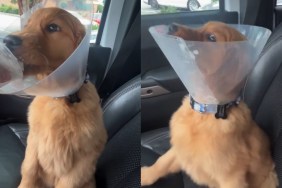 Dog Trying First Pup Cup 'Sends Her Into Alternate Dimension