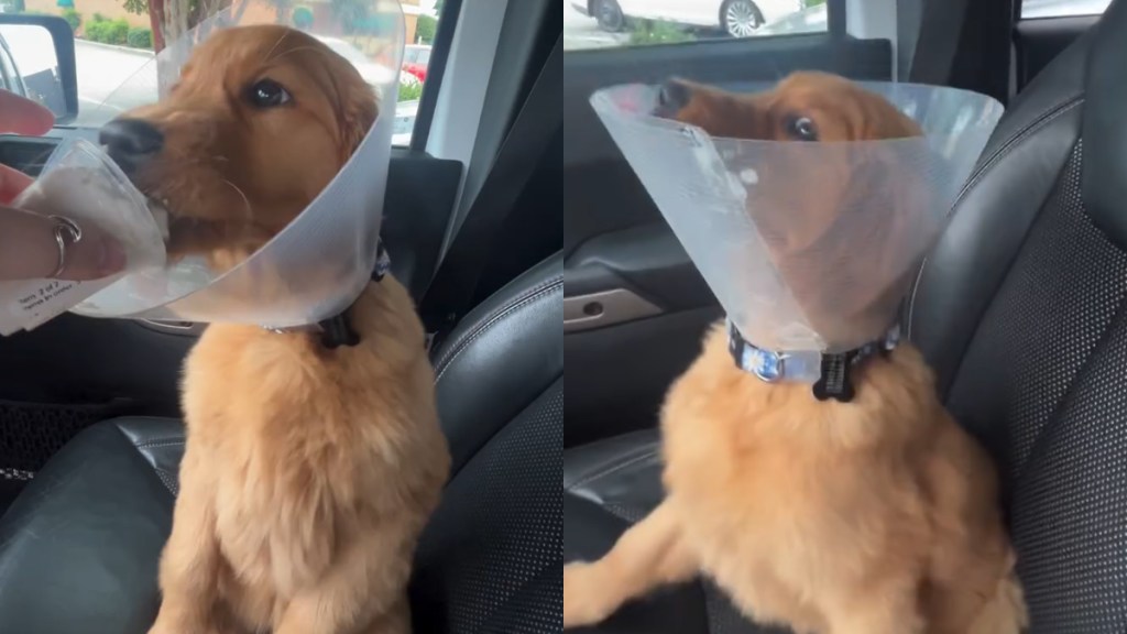 Dog Trying First Pup Cup 'Sends Her Into Alternate Dimension