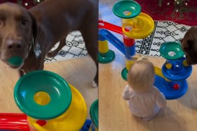 Dog Teaches Baby How to Use a New Toy in Adorable Video