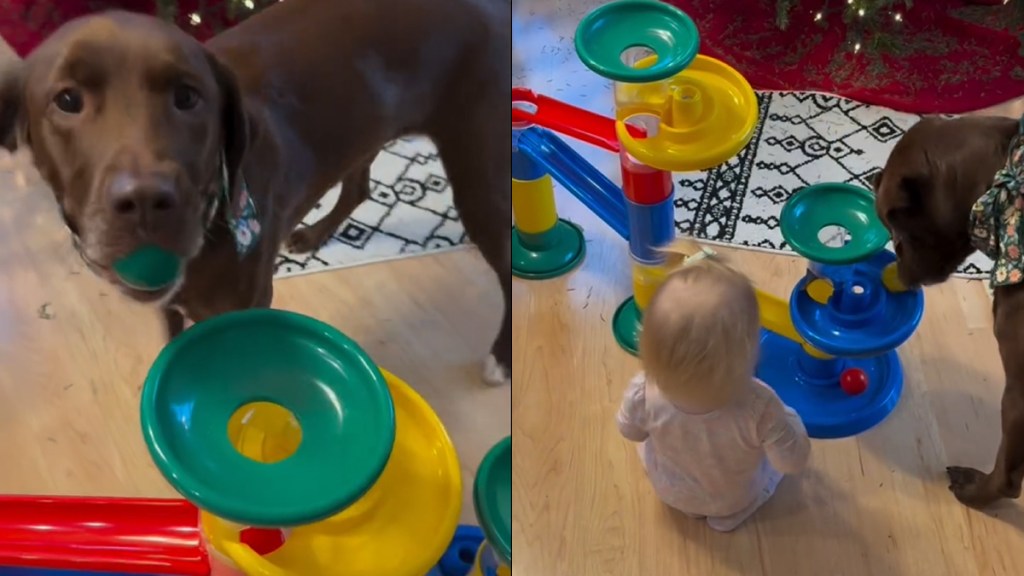 Dog Teaches Baby How to Use a New Toy in Adorable Video