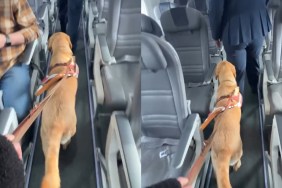 Video: Guide Dog Helps 'Blind Owner' Find Seat on Plane