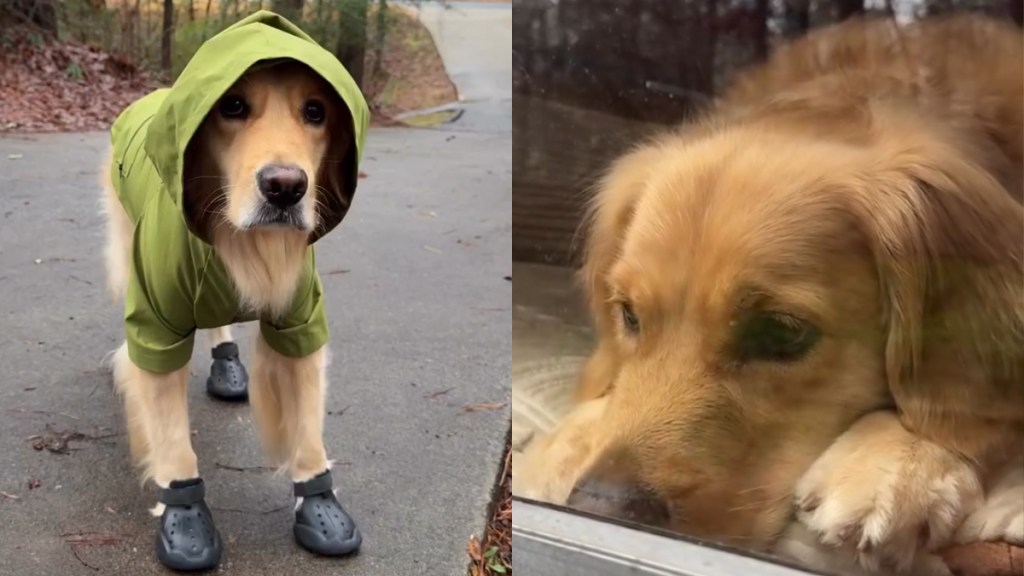 Video: Golden Retriever Gets Ready To Play on a Rainy Day