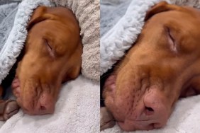 Video: Dog Sighing & Tucking Herself In Melts Hearts