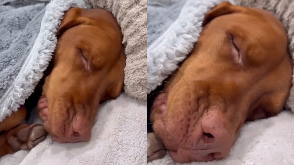 Video: Dog Sighing & Tucking Herself In Melts Hearts