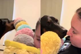 Video Shows Big Dog Tucking Owner In at Bedtime