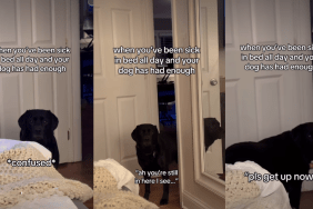 Video: Labrador Is Confused to See Owner Laying in Bed