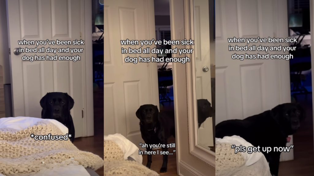Video: Labrador Is Confused to See Owner Laying in Bed