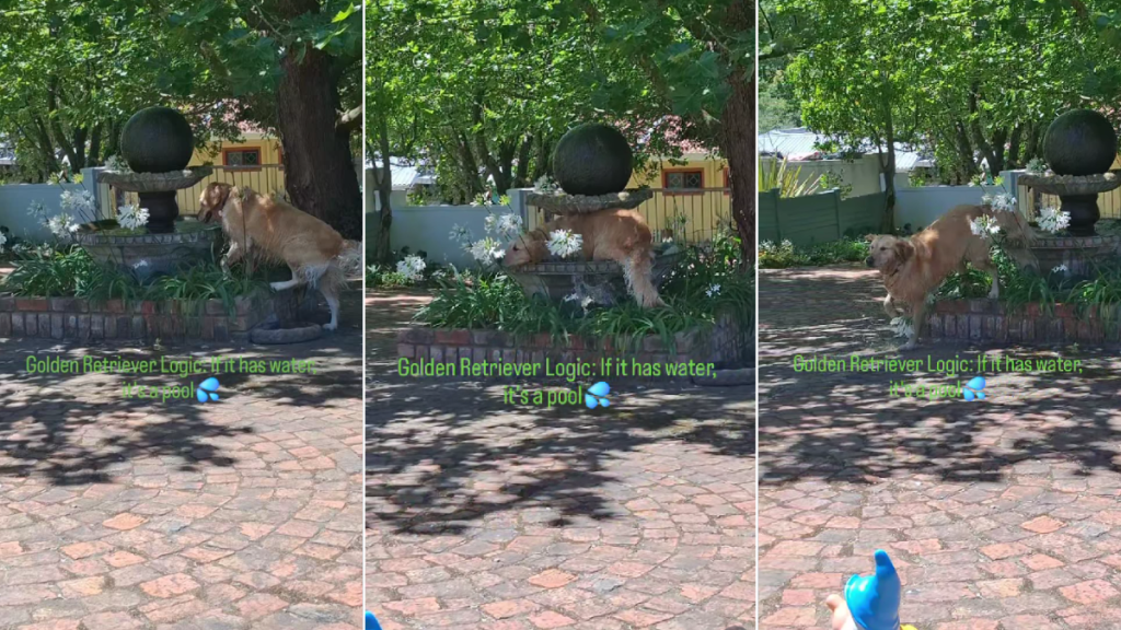 Video: Golden Retriever Goes for Swim in Fountain Thinking It’s a Pool