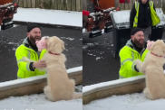 Video: Golden Retriever Reacts When 'Black Bin Friends' Arrive