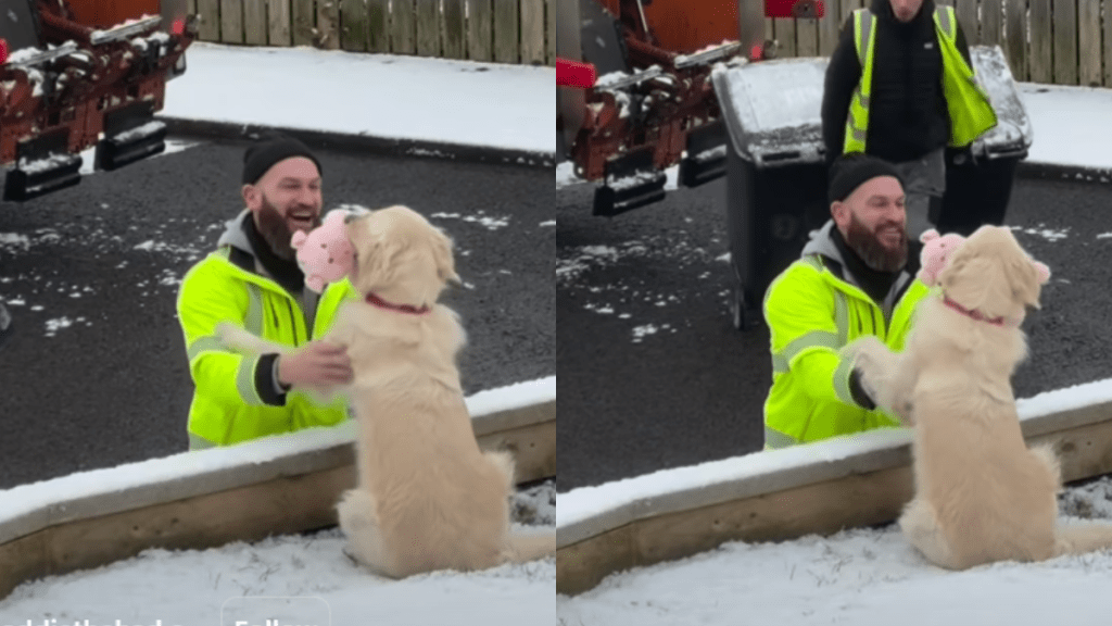Video: Golden Retriever Reacts When 'Black Bin Friends' Arrive