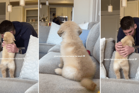 Golden Retriever Puppy Bursts With Joy When Dad Comes Home for Lunch