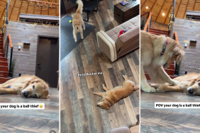 Video Shows a Golden Retriever Masterminding an Epic Ball Heist