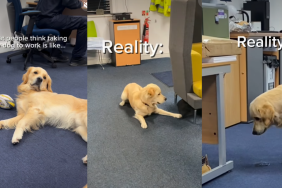 Video: Golden Retriever’s Office Day Takes a Chaotic Turn
