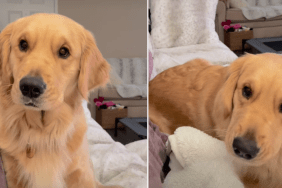 Video: Golden Retriever 'Debriefs' With Owner After Walk