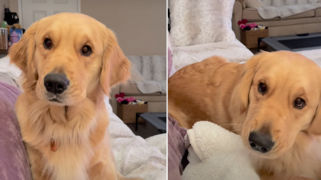 Video: Golden Retriever 'Debriefs' With Owner After Walk