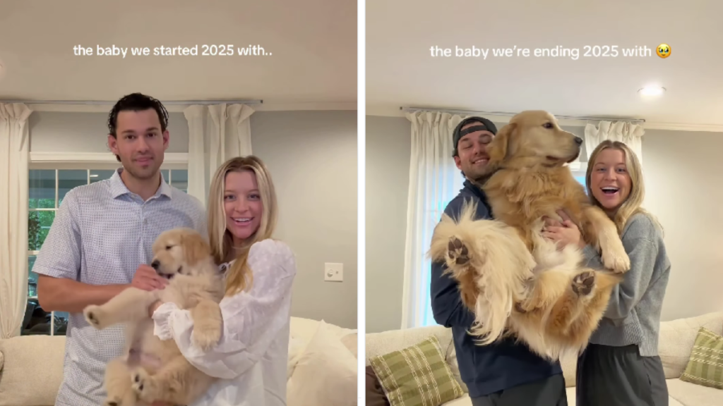Golden Retriever Isn’t Quite the Baby He Was a Year Later in Cute Video