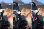 Golden Retriever’s Car Ride With Little Girl Is Full of Love in Adorable Video